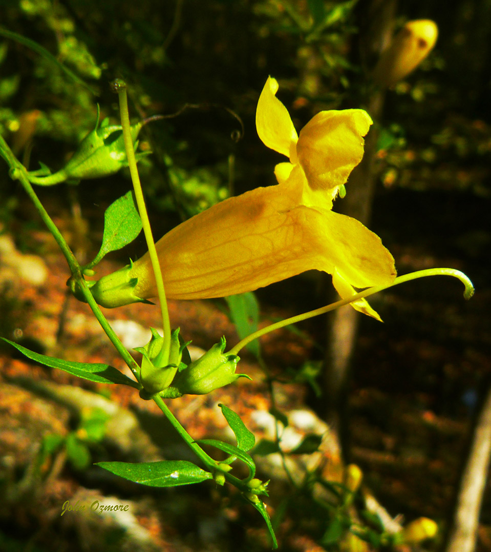 False Foxglove Flower